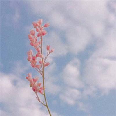 半岛官方下载入口