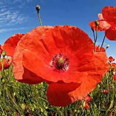 天下彩网站下载手机版